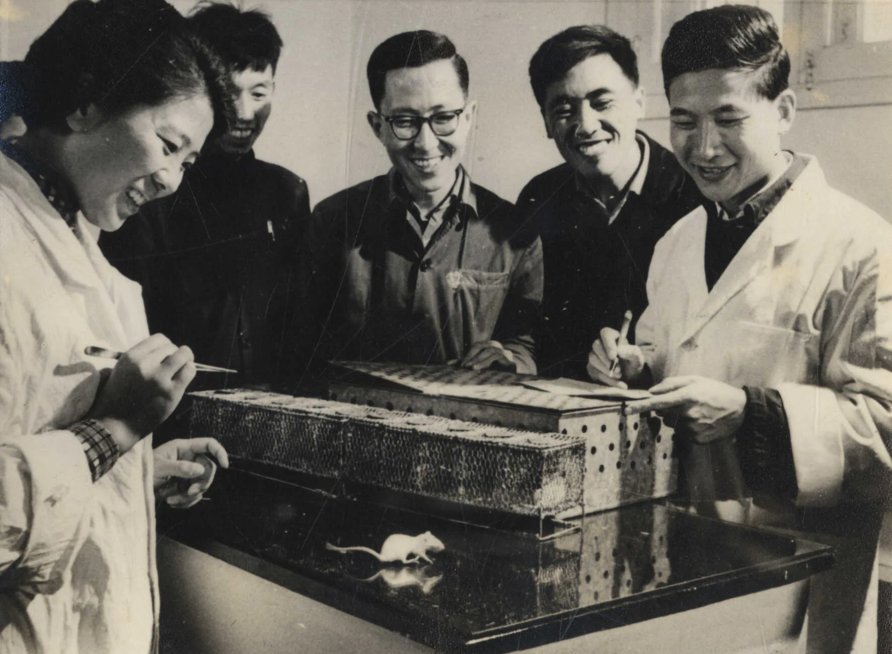 研究者以小鼠進行人工合成牛胰島素的生物活性測試;照片呈現研究團隊與測試裝置。